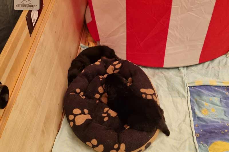 H-Wurf_Fotogalerie_4Woche_800x533_018