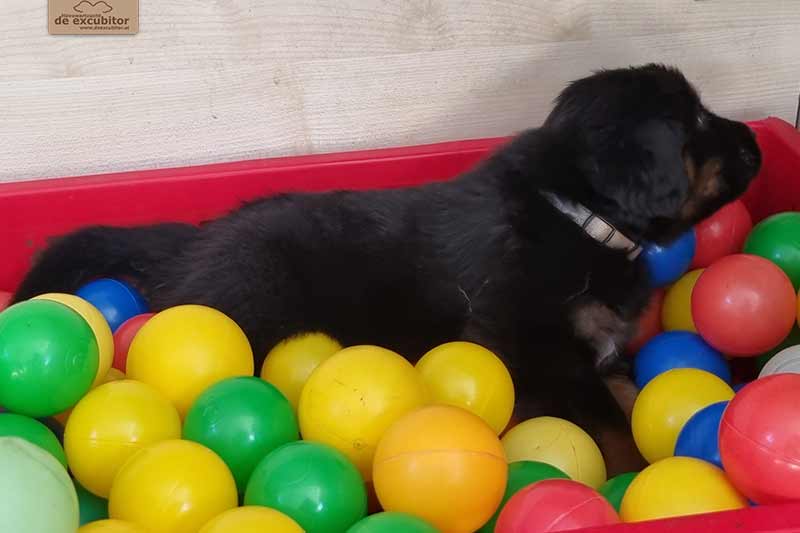 H-Wurf_Fotogalerie_5Woche_800x533_001