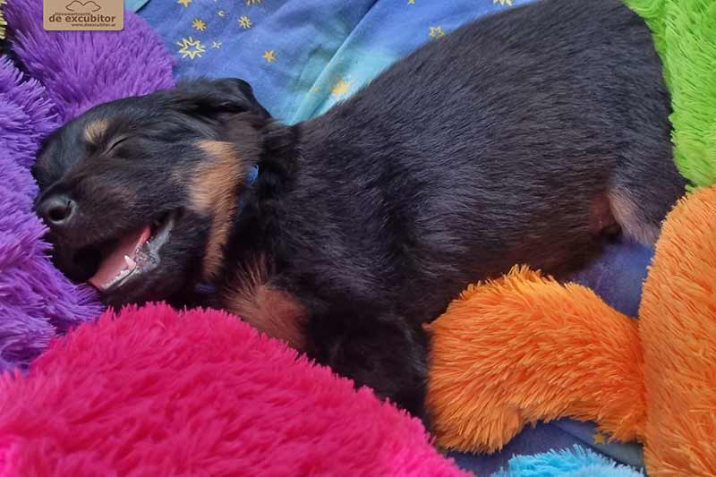 H-Wurf_Fotogalerie_5Woche_800x533_002