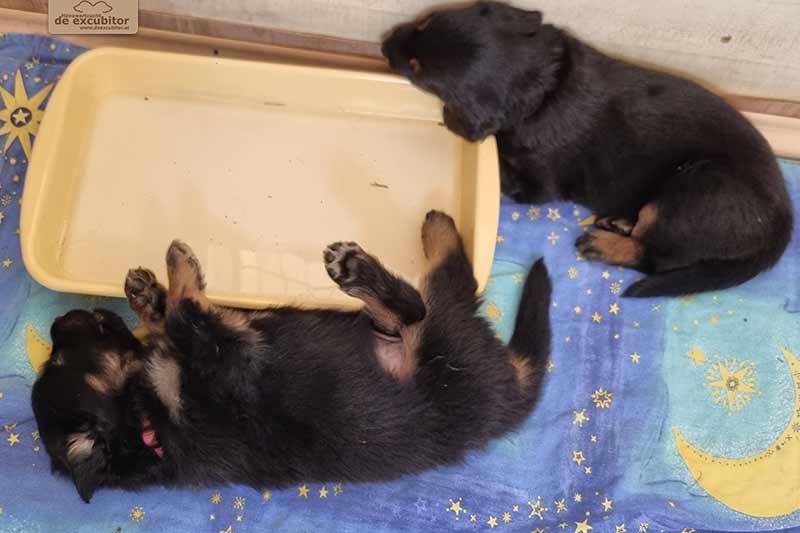 H-Wurf_Fotogalerie_5Woche_800x533_003