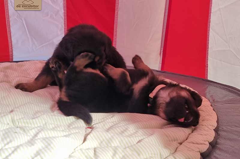 H-Wurf_Fotogalerie_5Woche_800x533_004