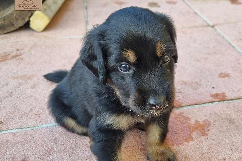 H-Wurf_Fotogalerie_5Woche_800x533_005