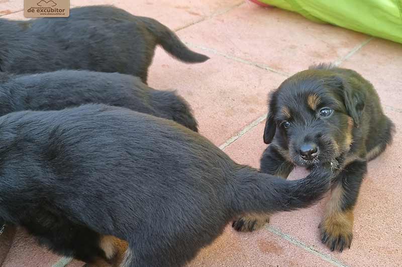 H-Wurf_Fotogalerie_5Woche_800x533_006