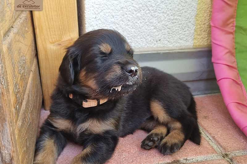 H-Wurf_Fotogalerie_5Woche_800x533_007