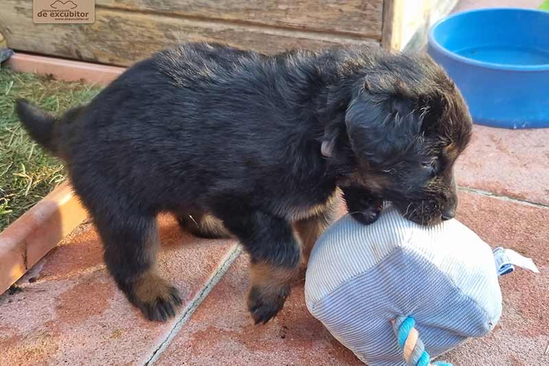 H-Wurf_Fotogalerie_5Woche_800x533_010