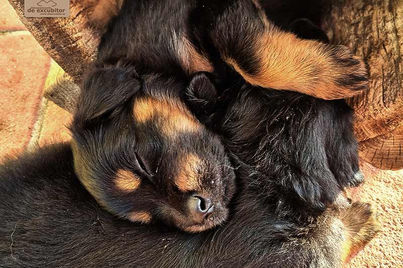 H-Wurf_Fotogalerie_5Woche_800x533_012