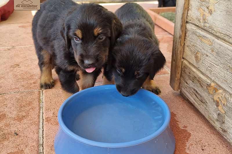 H-Wurf_Fotogalerie_5Woche_800x533_013