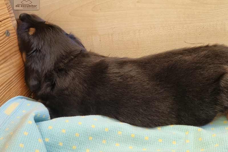 H-Wurf_Fotogalerie_5Woche_800x533_015