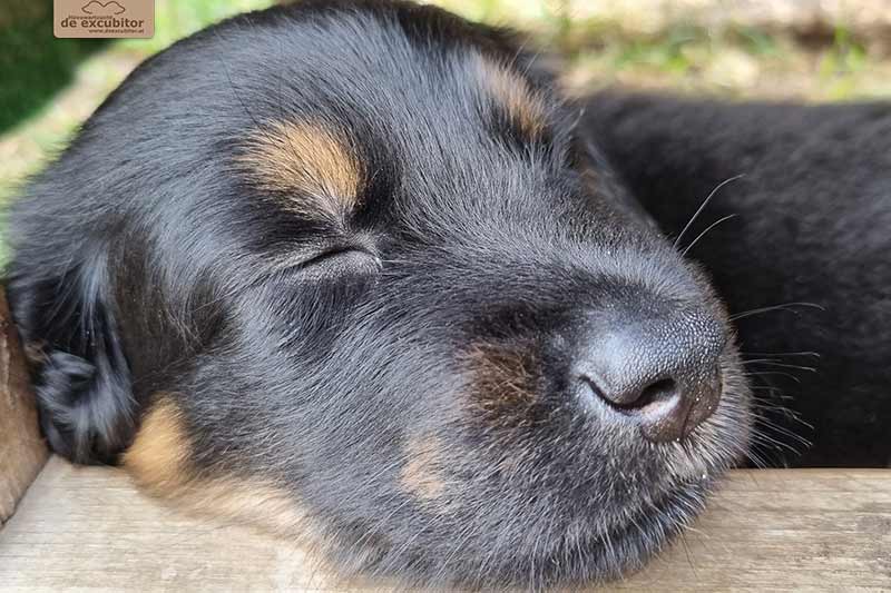 H-Wurf_Fotogalerie_6Woche_800x533_001