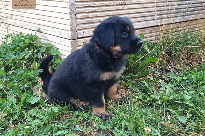 H-Wurf_Fotogalerie_6Woche_800x533_002