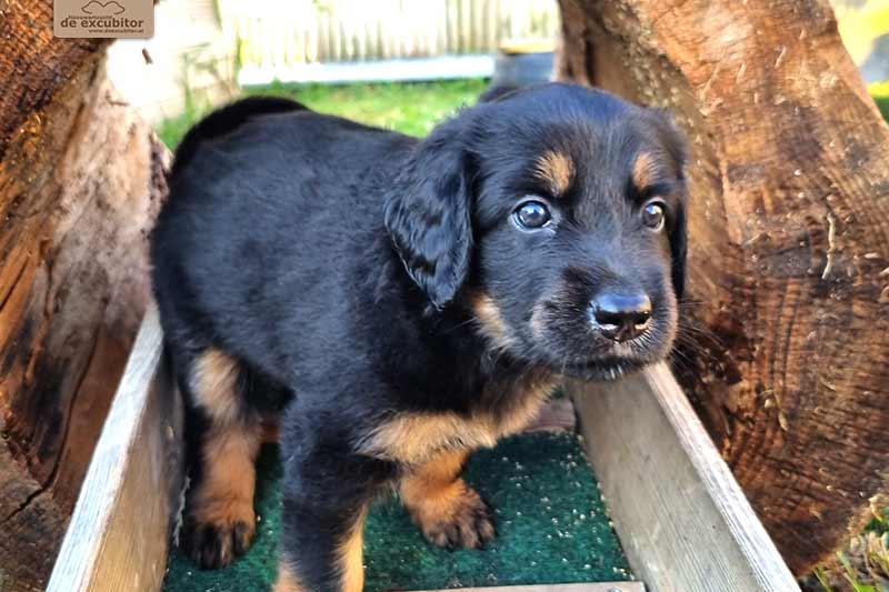 H-Wurf_Fotogalerie_6Woche_800x533_003