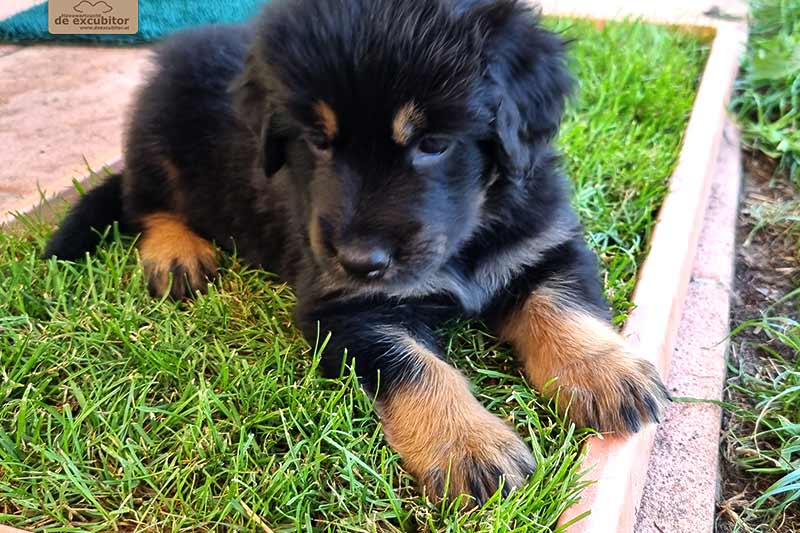 H-Wurf_Fotogalerie_6Woche_800x533_004