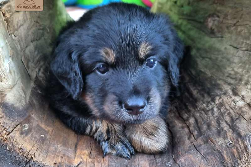 H-Wurf_Fotogalerie_6Woche_800x533_006