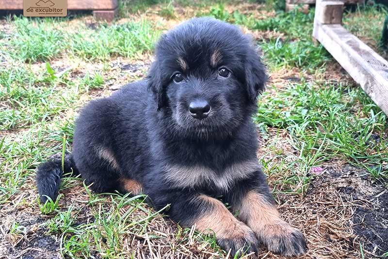 H-Wurf_Fotogalerie_6Woche_800x533_007