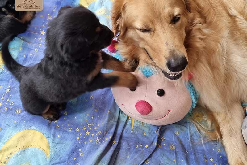 H-Wurf_Fotogalerie_6Woche_800x533_010