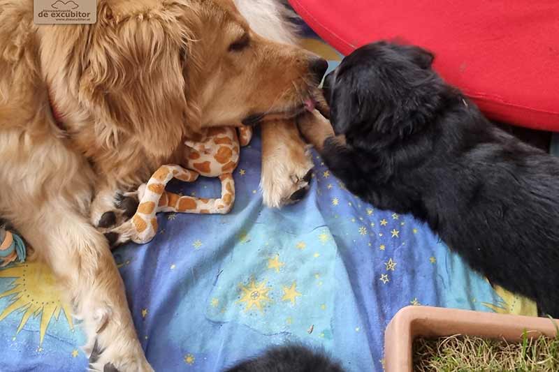 H-Wurf_Fotogalerie_6Woche_800x533_011