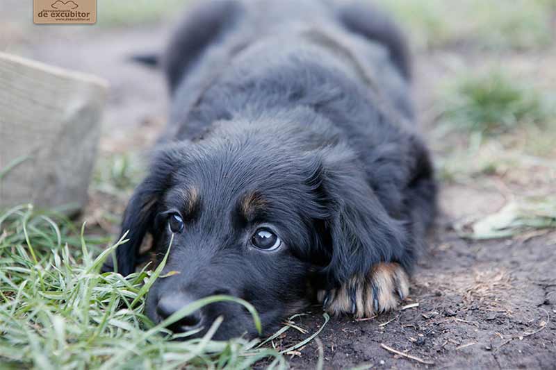 H-Wurf_Fotogalerie_6Woche_800x533_012