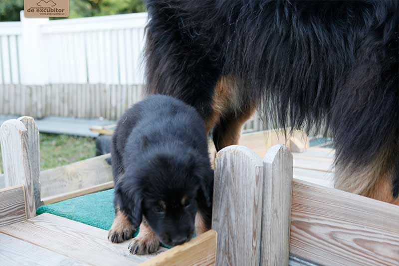 H-Wurf_Fotogalerie_6Woche_800x533_013