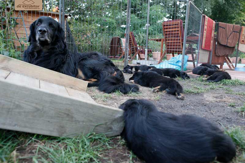 H-Wurf_Fotogalerie_6Woche_800x533_015