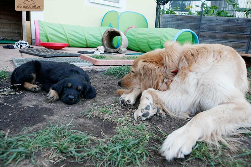 H-Wurf_Fotogalerie_6Woche_800x533_017