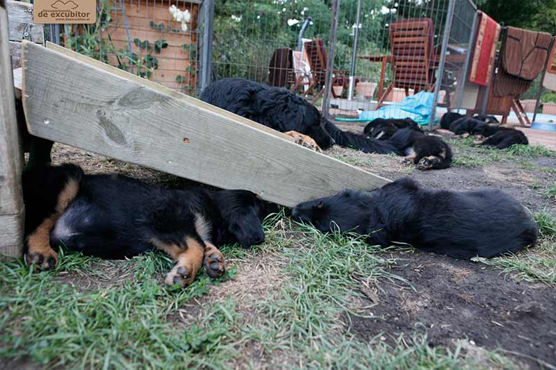 H-Wurf_Fotogalerie_6Woche_800x533_018