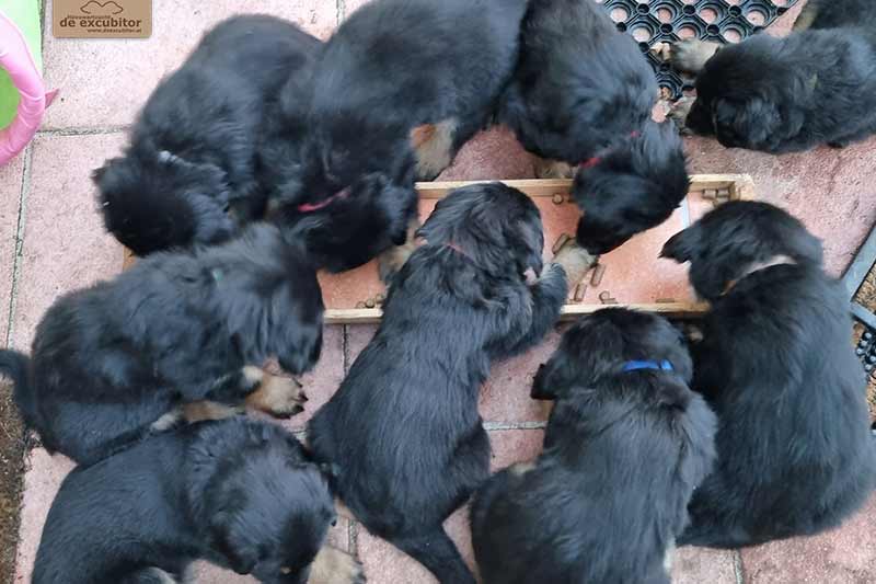 H-Wurf_Fotogalerie_6Woche_800x533_019