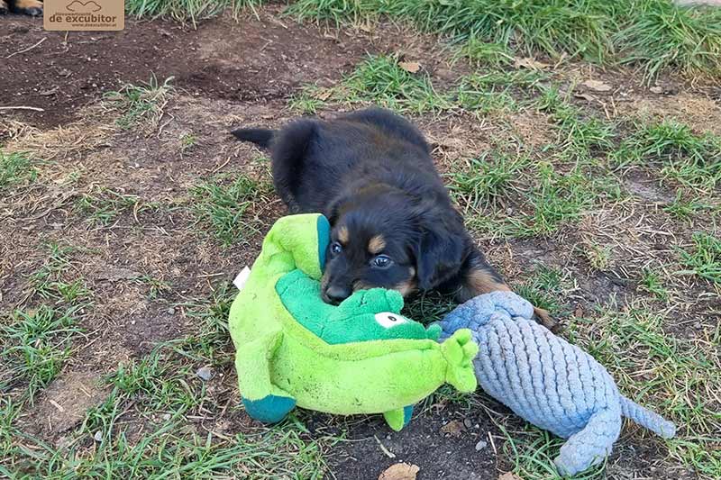 H-Wurf_Fotogalerie_6Woche_800x533_020