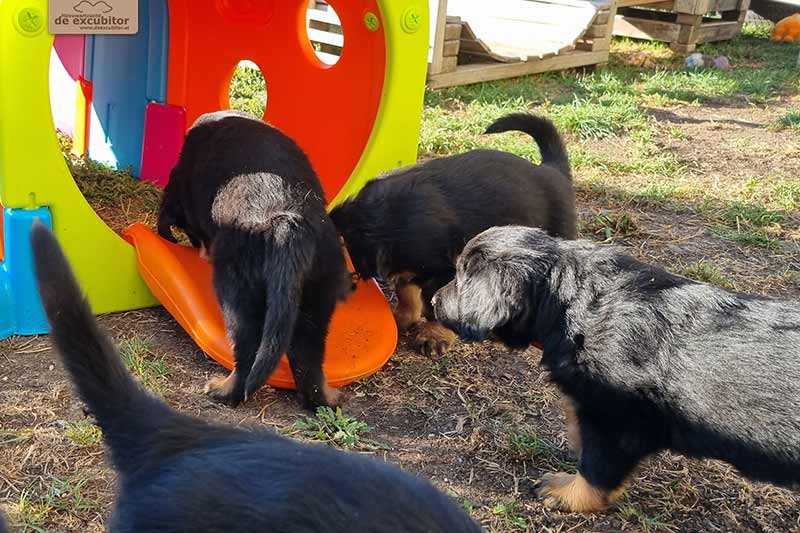 H-Wurf_Fotogalerie_6Woche_800x533_021