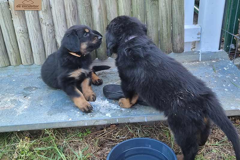 H-Wurf_Fotogalerie_7Woche_800x533_001