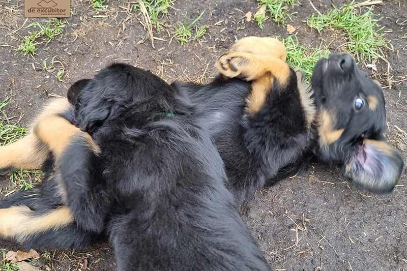 H-Wurf_Fotogalerie_7Woche_800x533_003