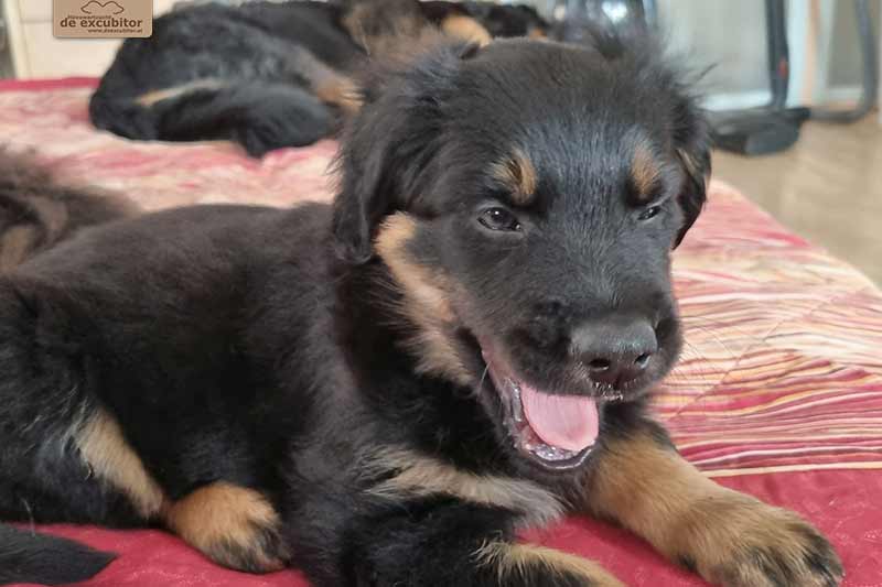 H-Wurf_Fotogalerie_7Woche_800x533_004