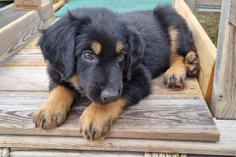 H-Wurf_Fotogalerie_7Woche_800x533_006