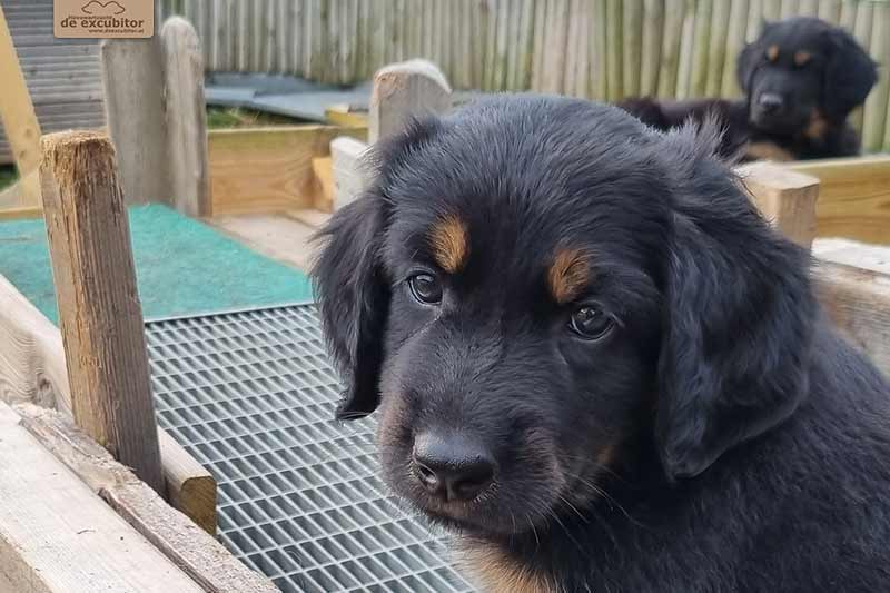 H-Wurf_Fotogalerie_7Woche_800x533_007