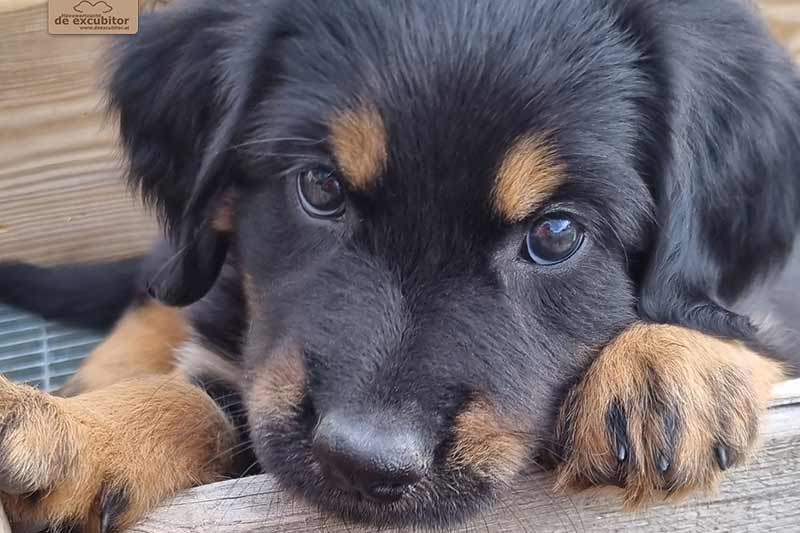 H-Wurf_Fotogalerie_7Woche_800x533_009