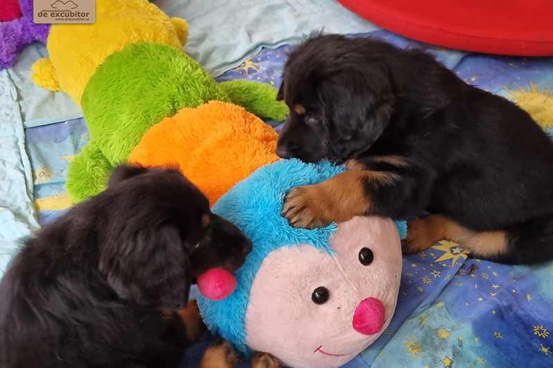 H-Wurf_Fotogalerie_7Woche_800x533_012