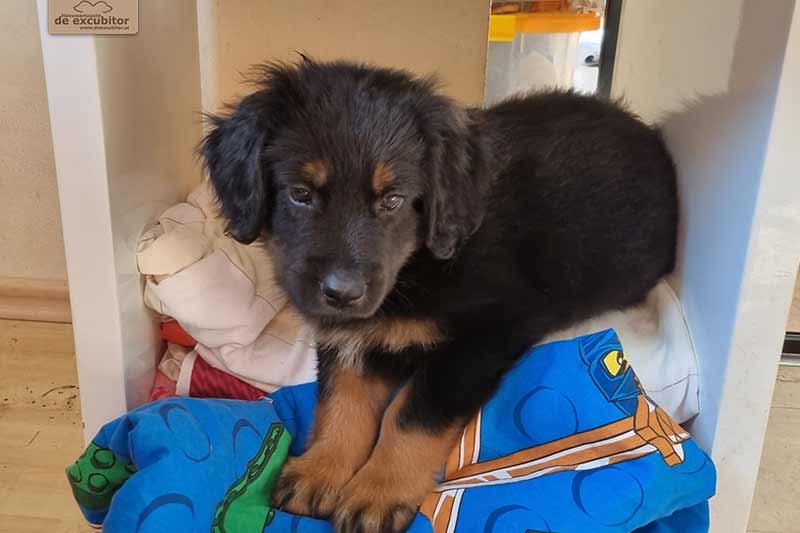 H-Wurf_Fotogalerie_7Woche_800x533_013