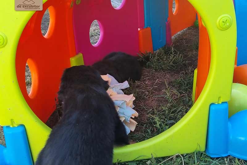 H-Wurf_Fotogalerie_7Woche_800x533_015