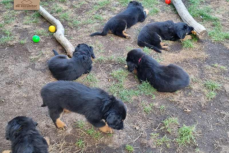 H-Wurf_Fotogalerie_7Woche_800x533_016