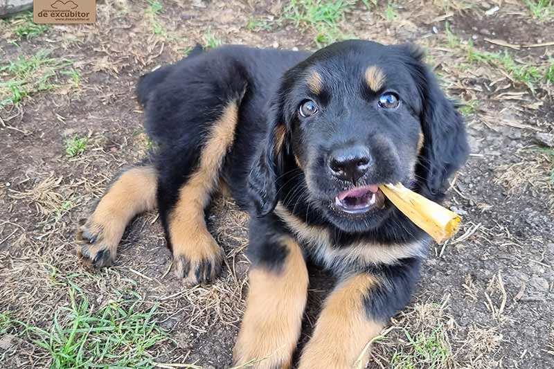 H-Wurf_Fotogalerie_7Woche_800x533_017