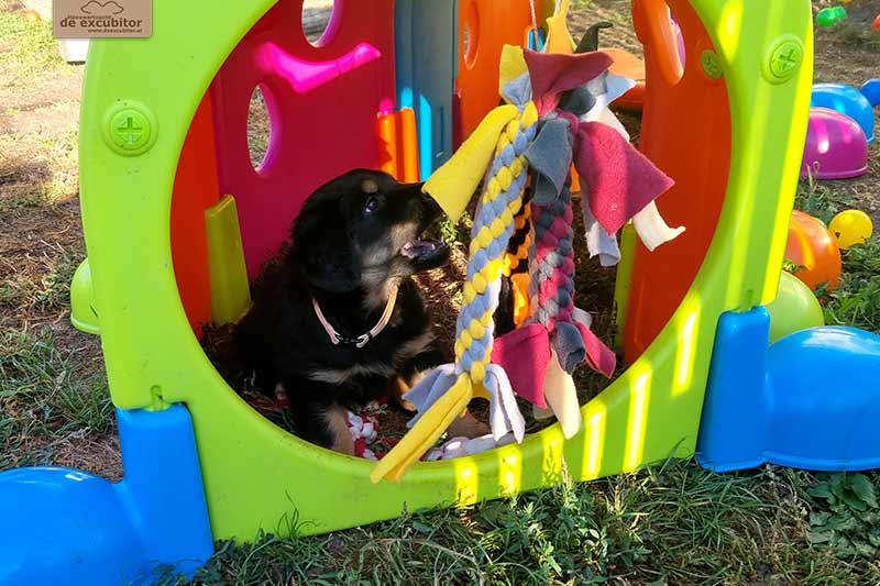 H-Wurf_Fotogalerie_7Woche_800x533_018