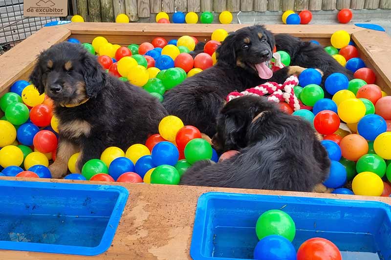 H-Wurf_Fotogalerie_7Woche_800x533_020