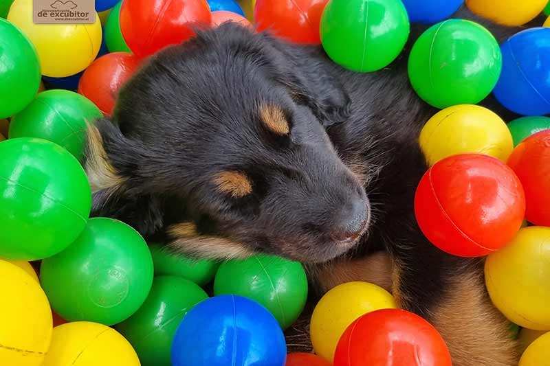 H-Wurf_Fotogalerie_7Woche_800x533_021