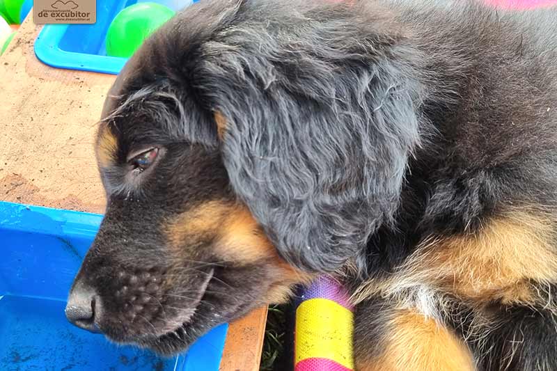 H-Wurf_Fotogalerie_8Woche_800x533_Bild01