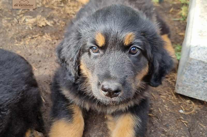 H-Wurf_Fotogalerie_8Woche_800x533_Bild02