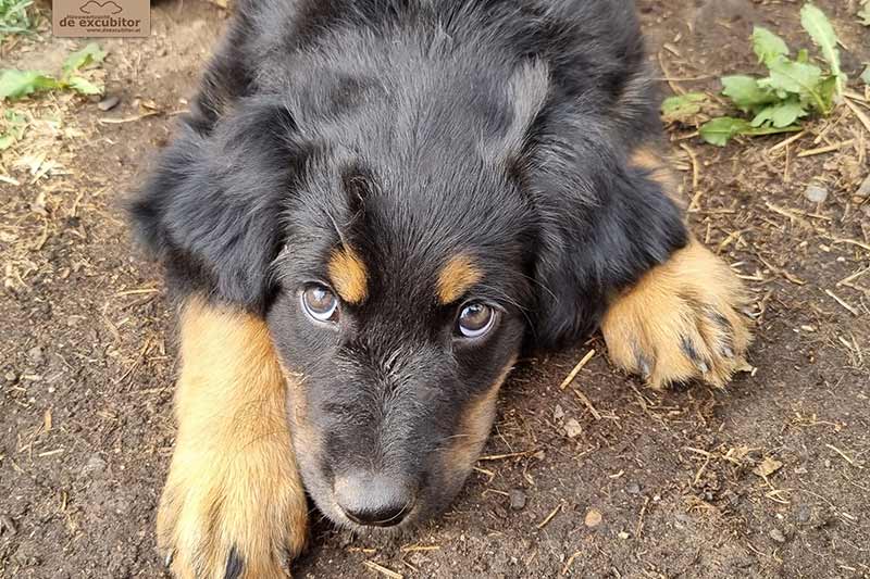 H-Wurf_Fotogalerie_8Woche_800x533_Bild03