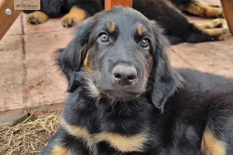 H-Wurf_Fotogalerie_8Woche_800x533_Bild04