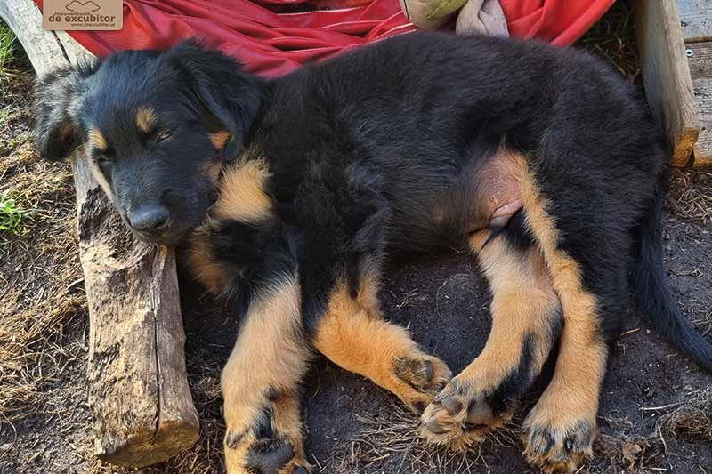 H-Wurf_Fotogalerie_8Woche_800x533_Bild05