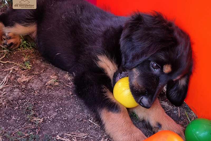 H-Wurf_Fotogalerie_8Woche_800x533_Bild06