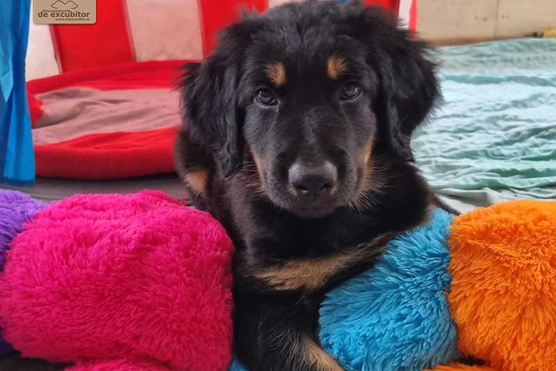 H-Wurf_Fotogalerie_8Woche_800x533_Bild08