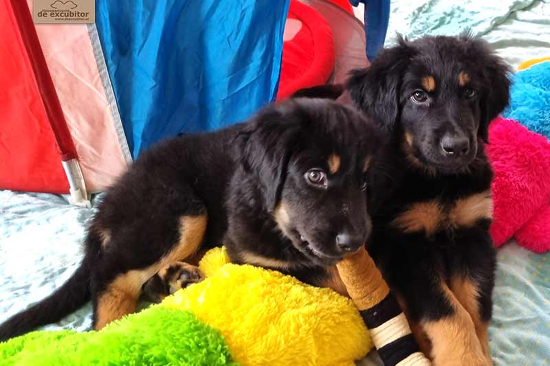 H-Wurf_Fotogalerie_8Woche_800x533_Bild09